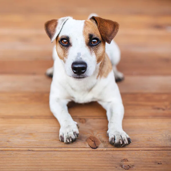 Ahşap zeminde bir köpek — Stok fotoğraf