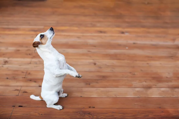 Dog at on wooden floor — Stock Photo, Image