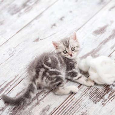 Meraklı gri kedicik