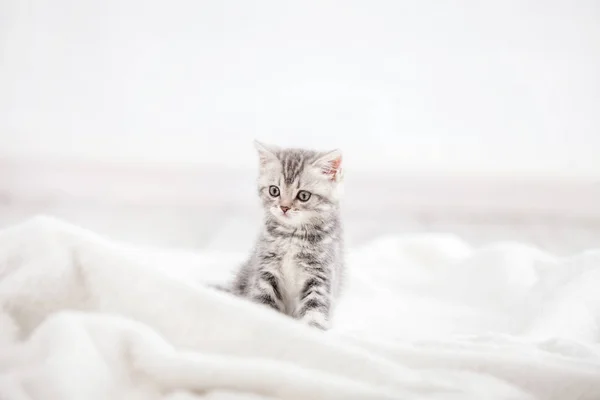 Neugieriges graues Kätzchen — Stockfoto