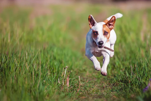 Perro corriendo al aire libre — Foto de Stock