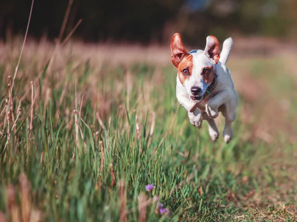 Perro corriendo al aire libre — Foto de Stock