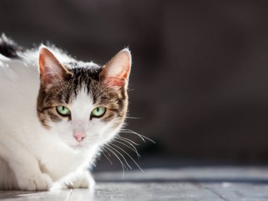 Evde kedi