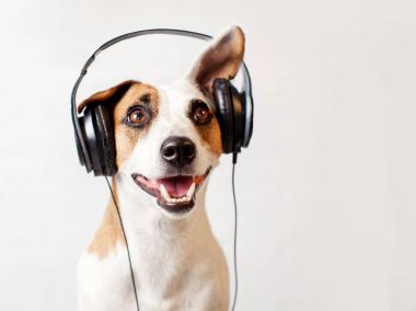 köpek müzik kulaklık