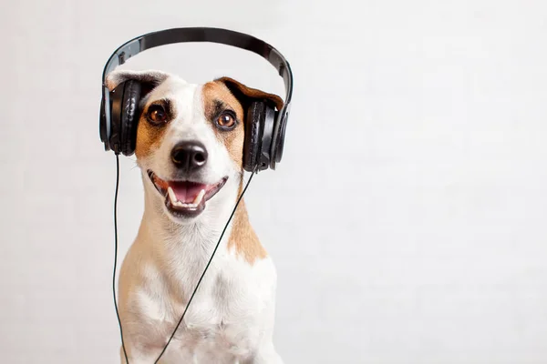 Собака в навушниках слухати музику — стокове фото