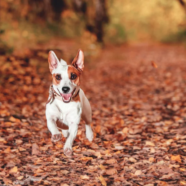 Собака бегает осенью — стоковое фото