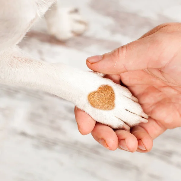 Paw hand heart hand heart Stock Photos & Images | Depositphotos®