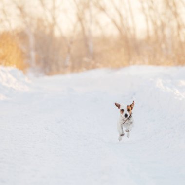 Köpek kış yürüyen