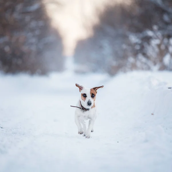 Paseo del perro en invierno — Foto de Stock