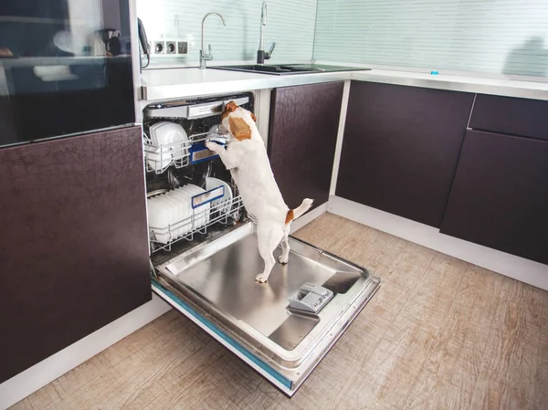 Dog licking dishes in the dishwasher — Stock Photo, Image