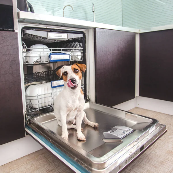 Dog licking dishes in the dishwasher Stock Picture