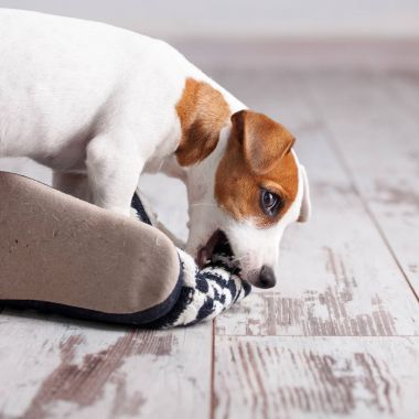 Terlik kemiren köpek yavrusu