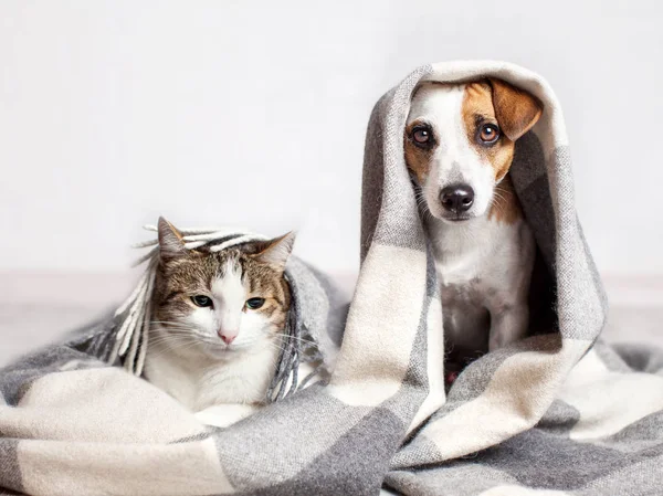 Köpek ve kedi bir ekose altında — Stok fotoğraf