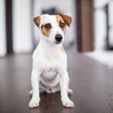 Evde Köpek