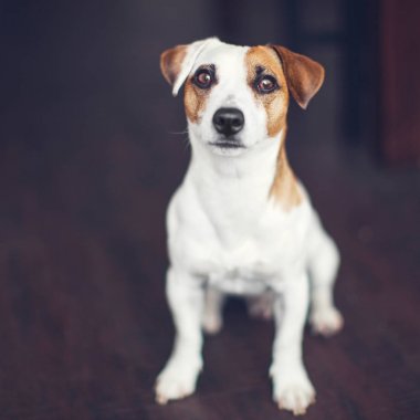 Evde Köpek