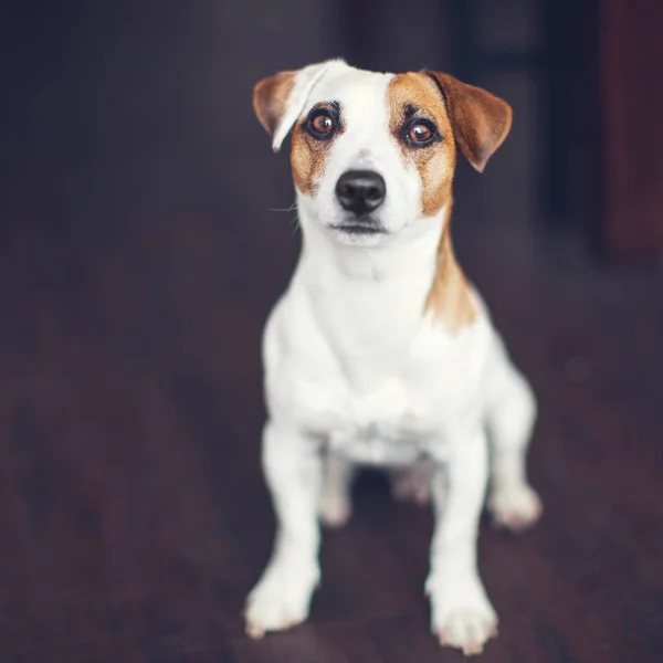 Perro en casa — Foto de Stock