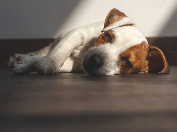 Cachorro durmiendo en el suelo — Foto de Stock