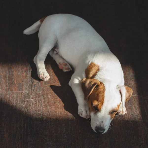 Cachorro durmiendo en el suelo — Foto de Stock