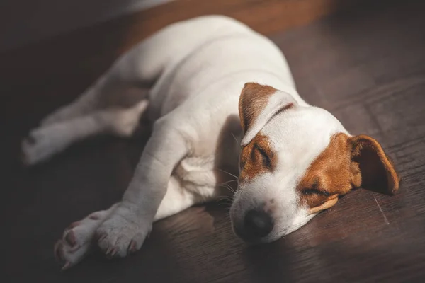 Pup slapen op verdieping — Stockfoto