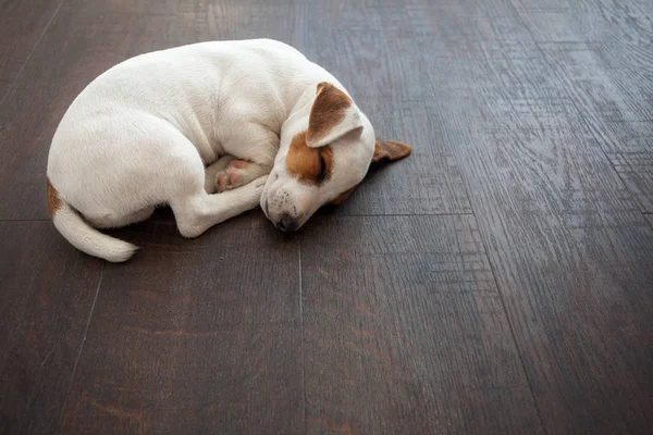 Κουτάβι κοιμάται στο πάτωμα — Φωτογραφία Αρχείου