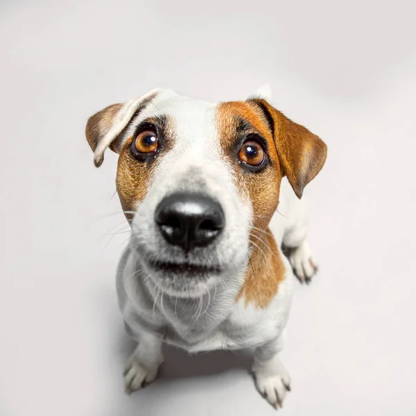 Little dog at studio looking up — Stock Photo, Image