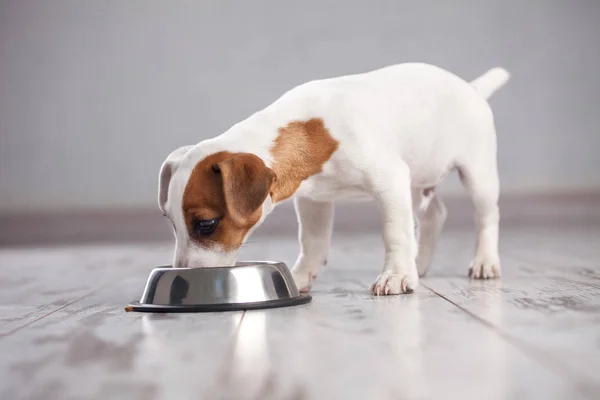 Dog eating food — Stock Photo, Image