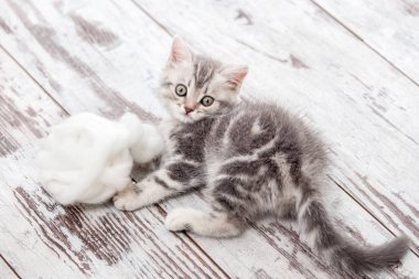 Meraklı gri kedicik