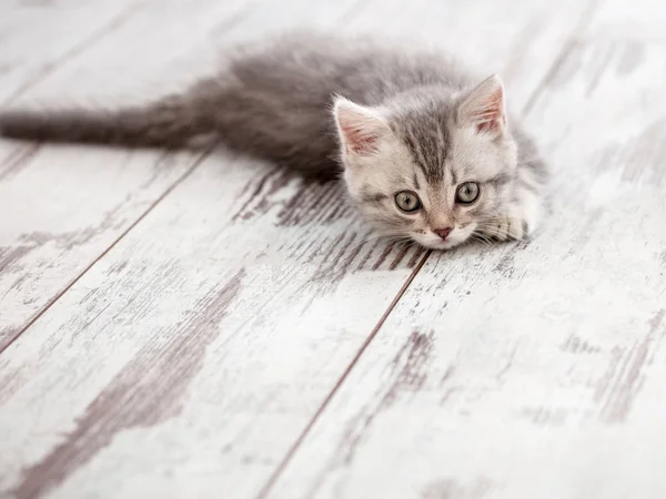 Curious gray kitten — Stock Photo, Image