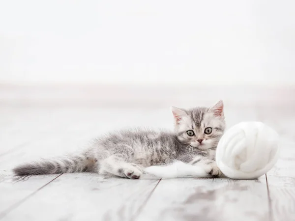 O gato fofo está brincando com uma bola de fios rosa. curioso gatinho  deitado em cima