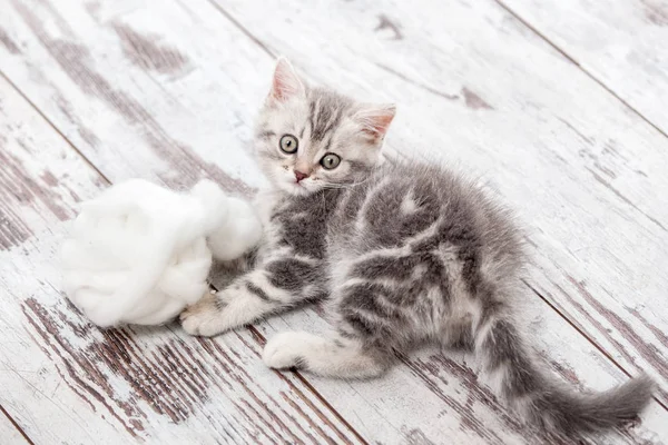 Meraklı gri kedicik