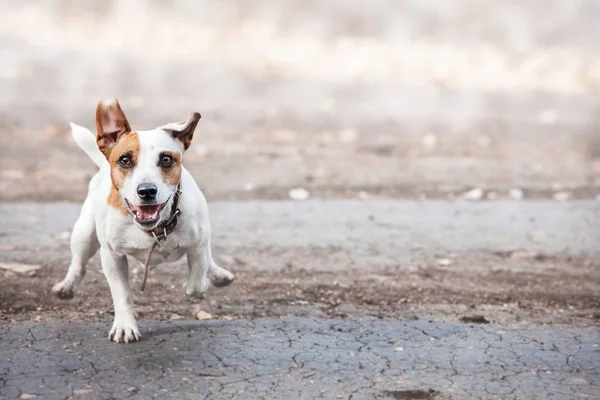 Perro corriendo en otoño — Foto de Stock