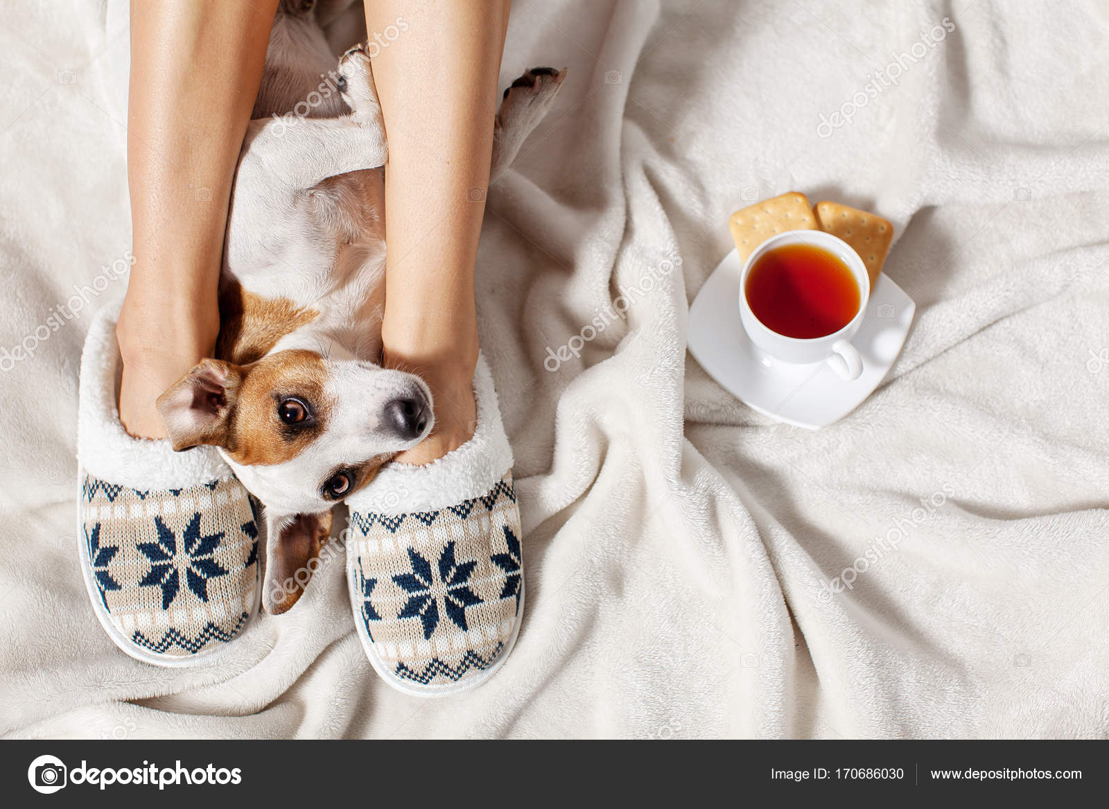 Les chiens femelles ont des orgasmes