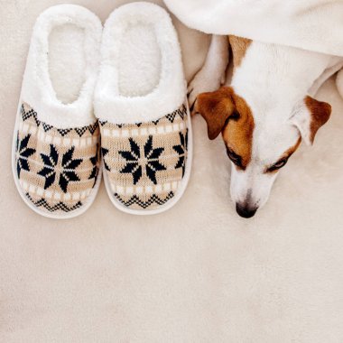 Dog near to slippers under the rug