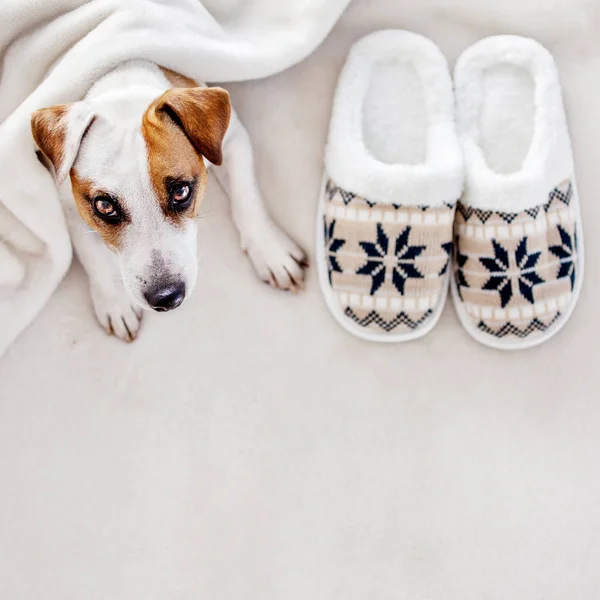 Собака біля тапочок під килимком — стокове фото