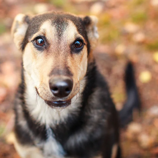 Homeles dog outdoors — Stock Photo, Image