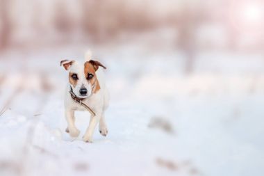 Kış çalışan köpek