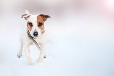 Kış çalışan köpek