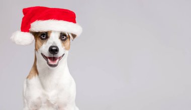 Mutlu köpek Noel şapkalı