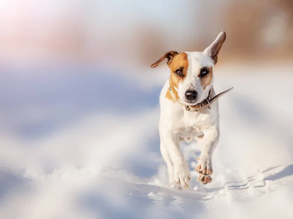 Perro corriendo en invierno — Foto de Stock