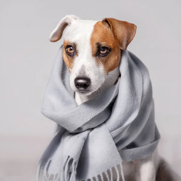 Собака, загорнутий у шарф — стокове фото