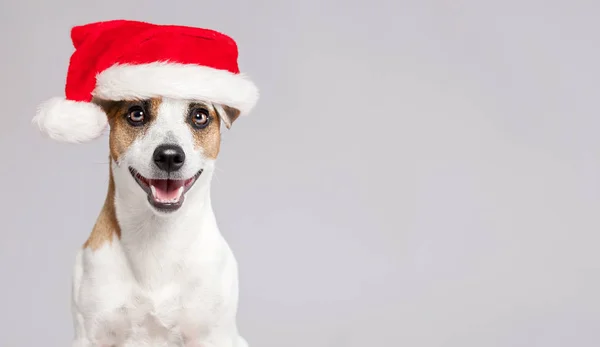 Glücklicher Hund mit Weihnachtsmütze — Stockfoto