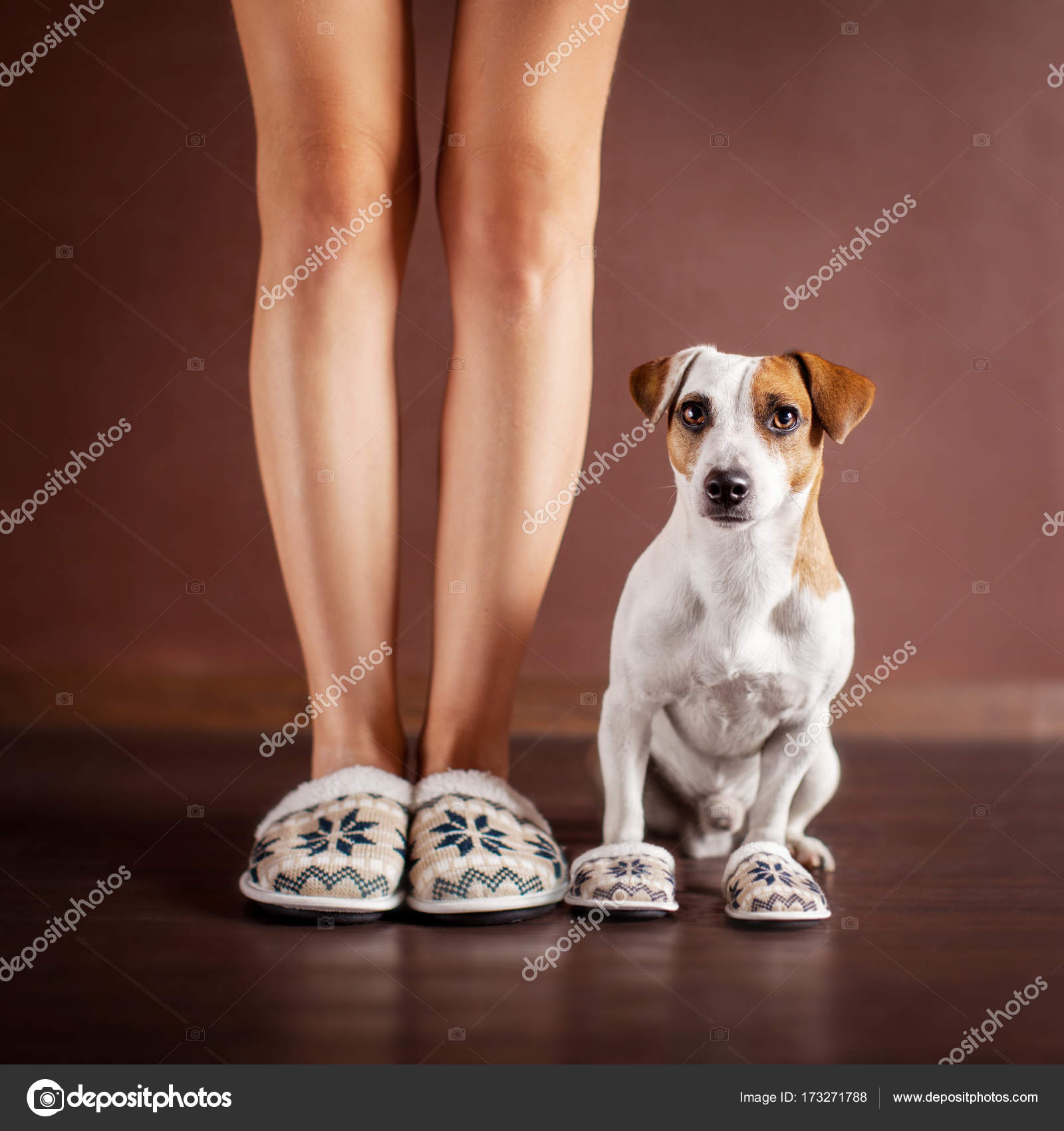女性と犬のスリッパ ストック写真 C Tatyanagl