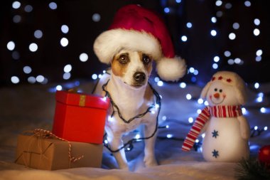 Noel şapkalı köpek.