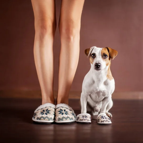 Woman and a dog in slippers — Stock Photo, Image