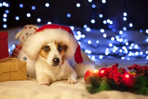 Hund mit Weihnachtsmütze — Stockfoto