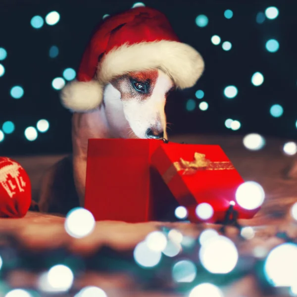 Hund sucht in einer Geschenkbox — Stockfoto