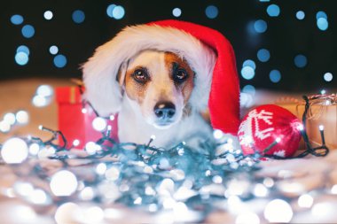 Noel şapkalı köpek.