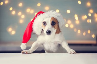 Noel şapkalı köpek.