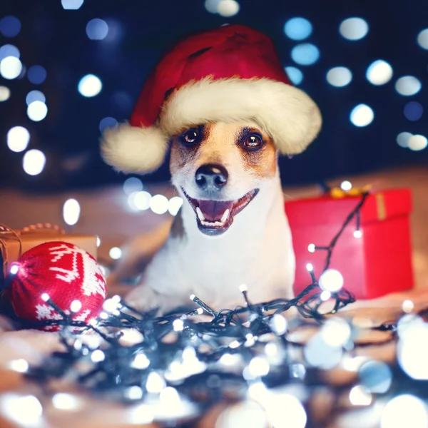 Glücklicher Hund mit Geschenk — Stockfoto