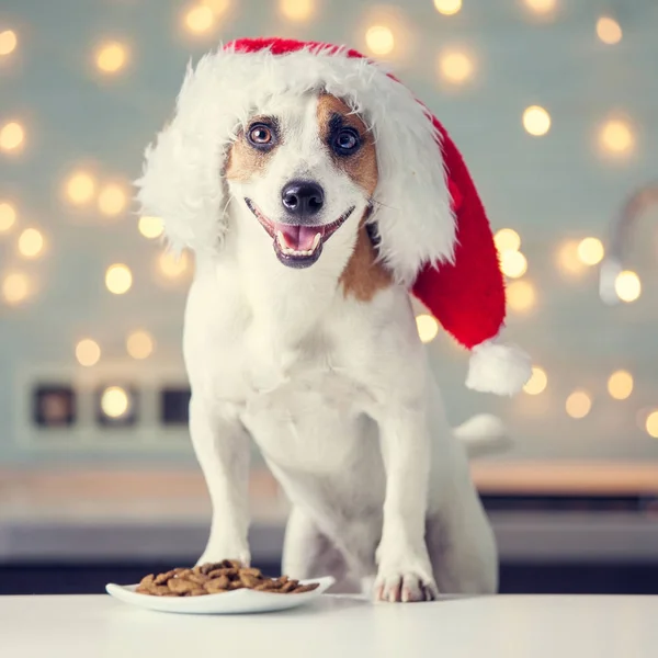 Dog in christmas hat eating food — Stock Photo, Image